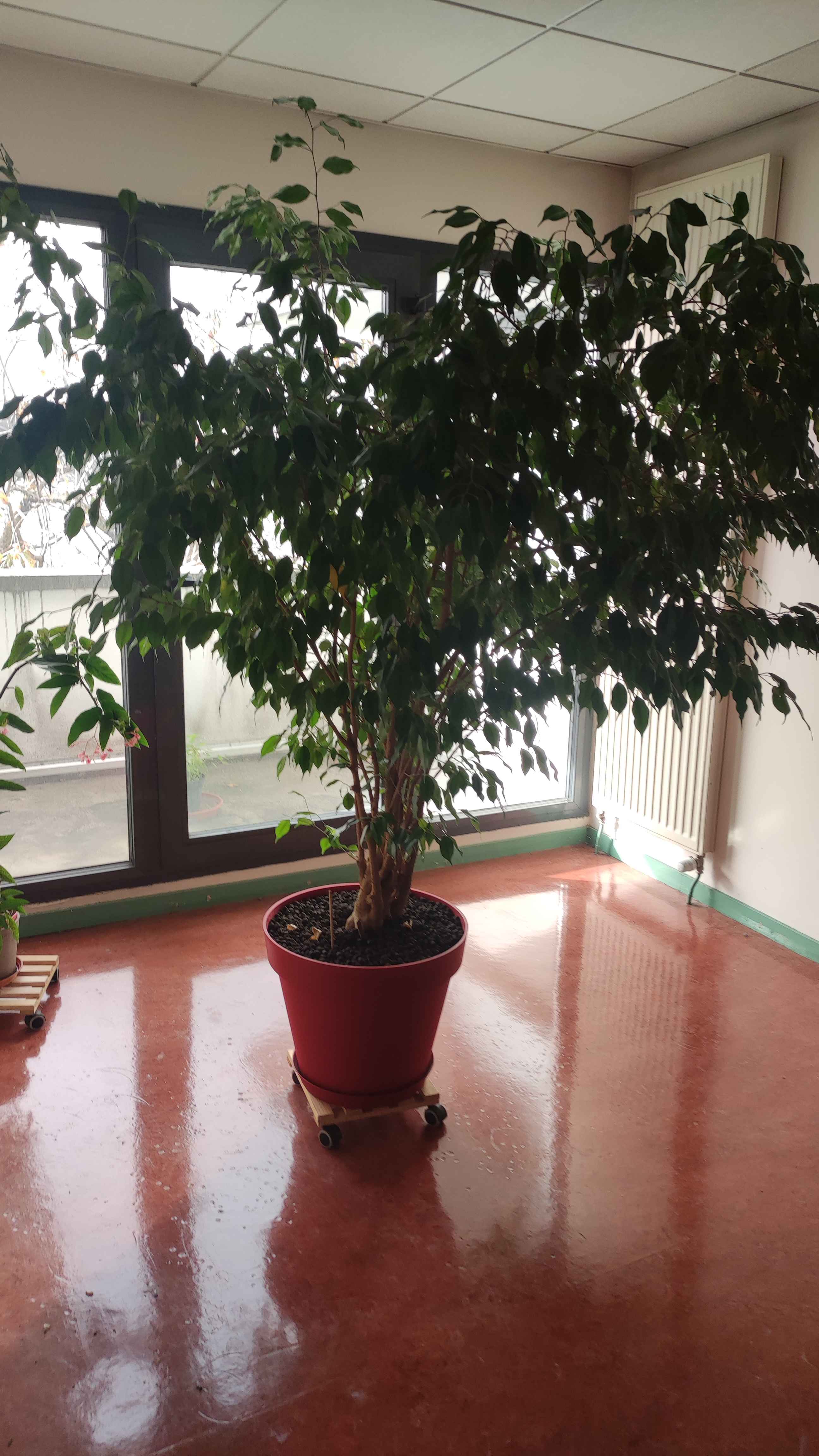 img_ficus.jpg